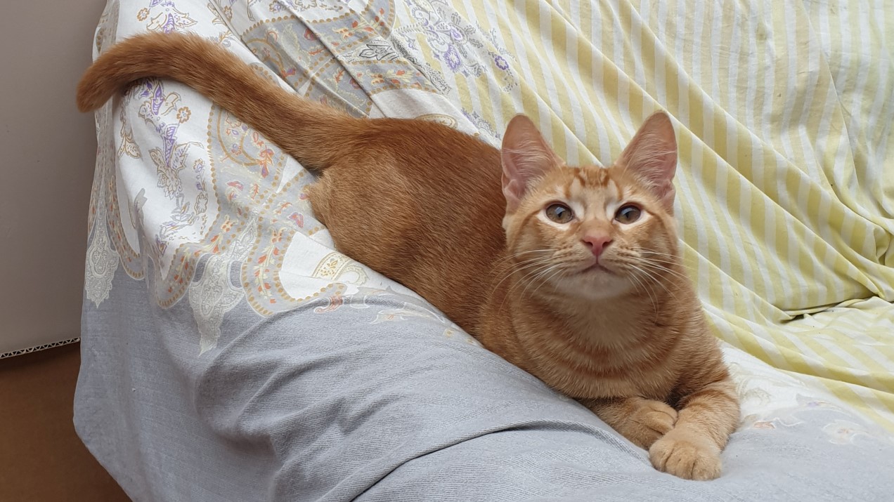 Adult Maurice laying on chair