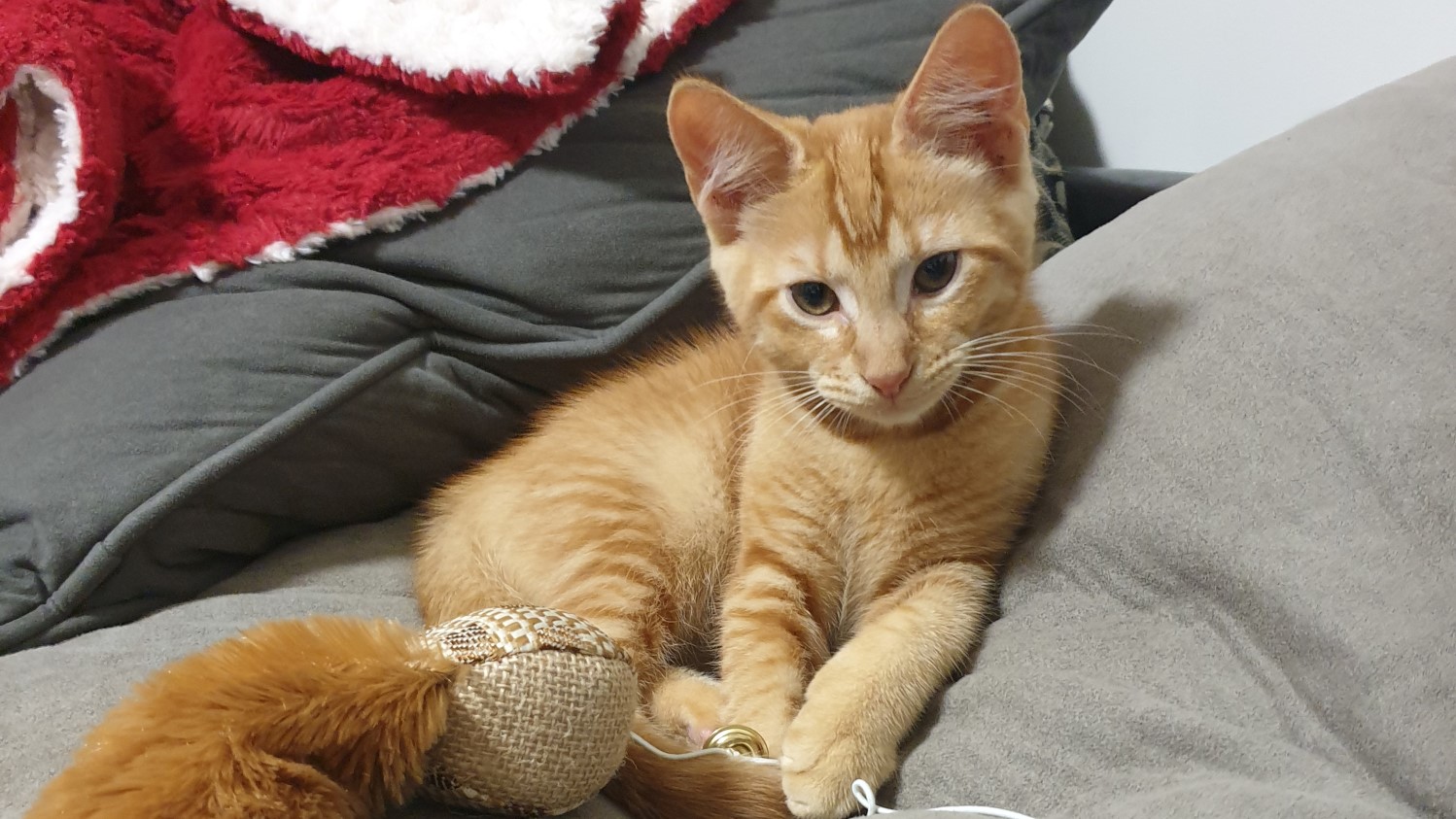 Kitten Maurice with his toy