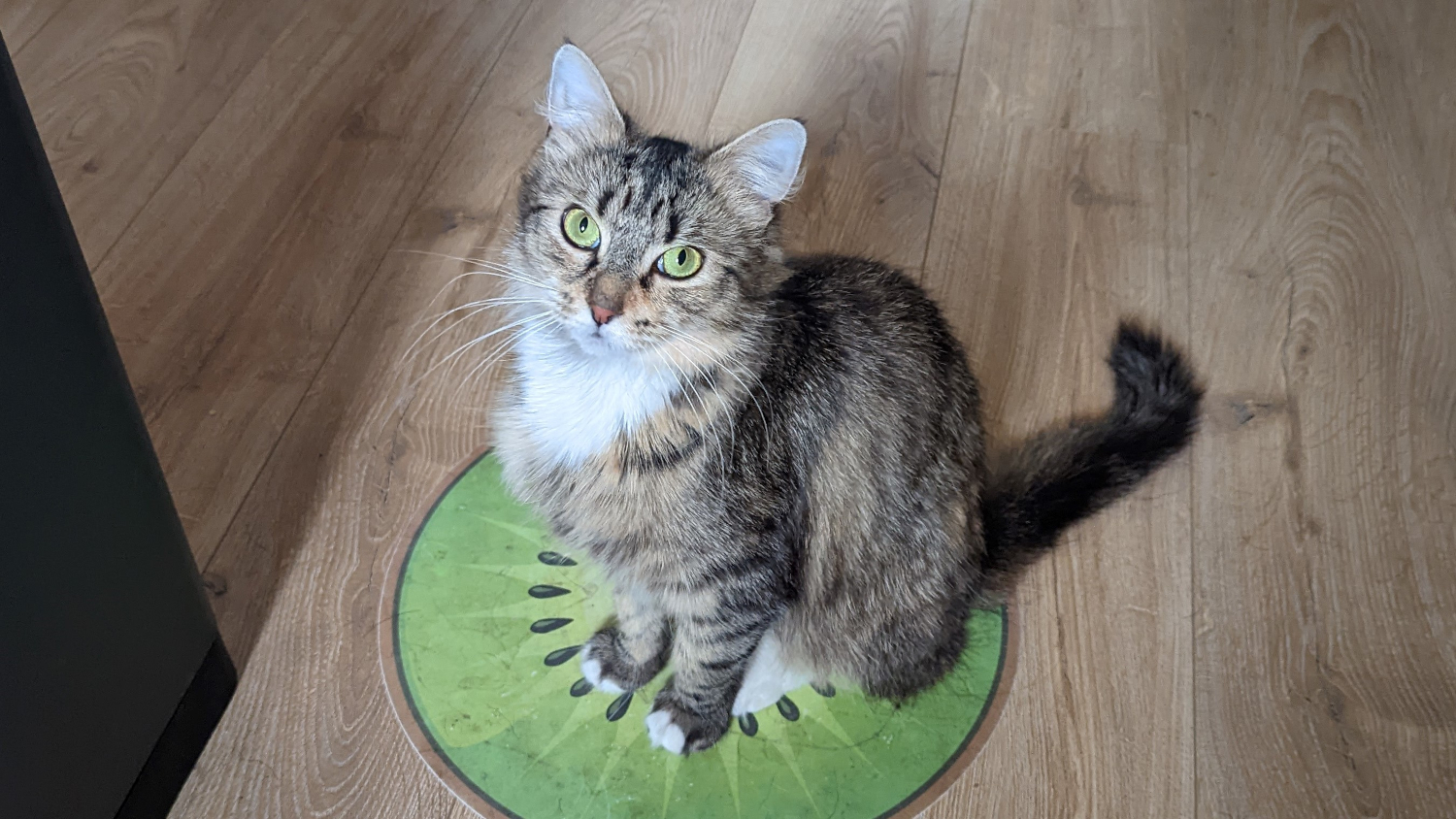 Murphy sitting on a kiwi placemat