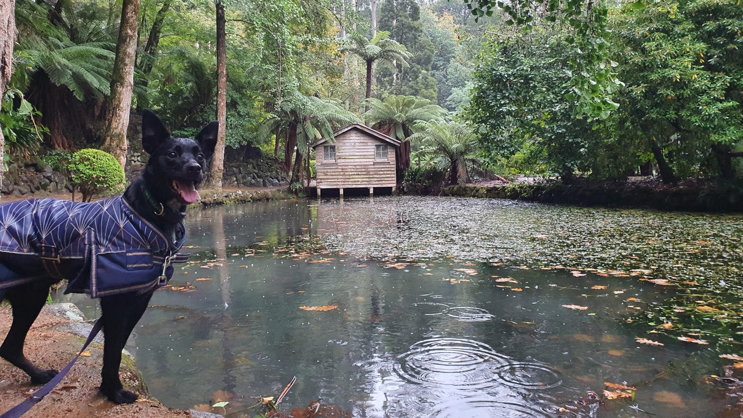 Ollie at a lake